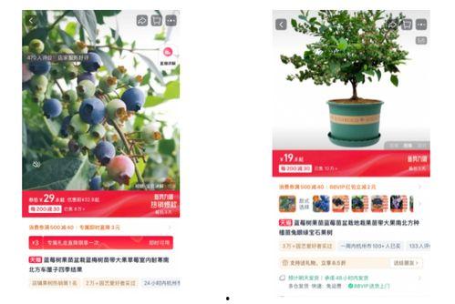 杭州春天爆料视频,短视频带你领略花海春意盎然